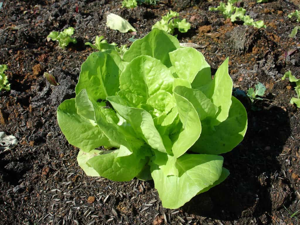Lechuga orgánica cultivada en huerto biodinámico en suelo natural sustentável.