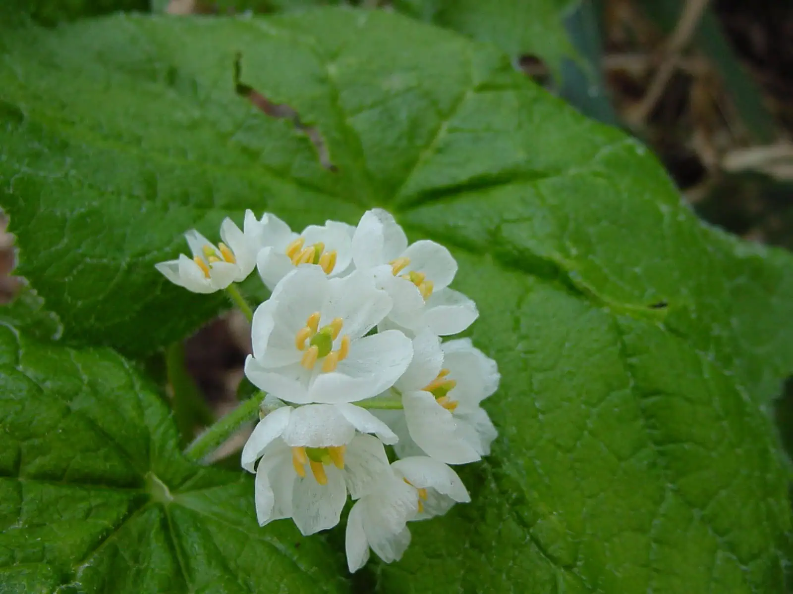 Flores blancas de planta de jardín, con hojas verdes grandes y textura rugosa, en un entorno natural, simbolizando jardinería ecológica y agricultura orgánica, ideal para contenidos de huertos sostenibles.