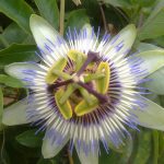 Bunga de pasión en huerto ecológico, flor tropical y exótica para cultivo sostenible. Pasión plant flower, ideal para huertos orgánicos y jardines ecológicos.