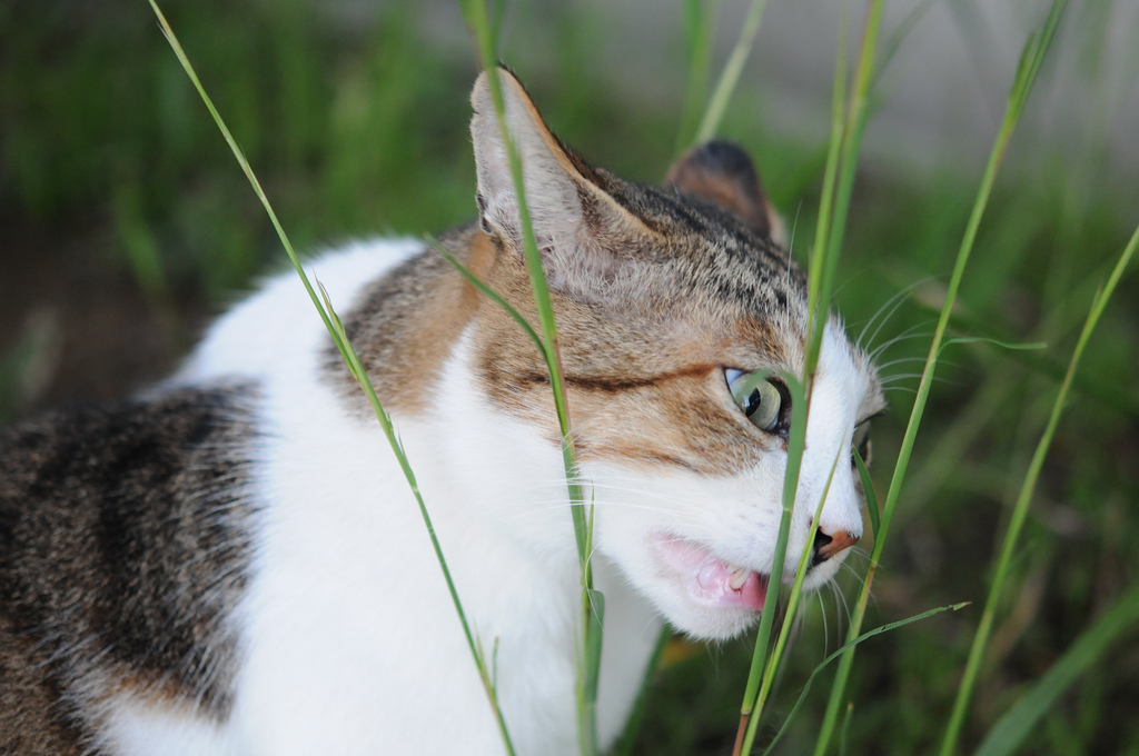 Gato de naturaleza en un entorno de hierba alta, explorando y cazando pequeños animales en un campo al aire libre, promoviendo la vida natural y sostenible.