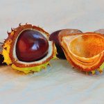 Sabores del verano: castañas y nueces comestibles en cáscaras duras y rústicas, ideales para una dieta saludable y alimentación natural.