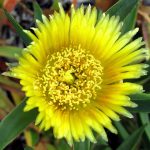 Cabezón de marigold amarillo brillante en un huerto ecológico, enfoque cercano.