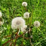 Diente de león en un campo de hierba verde, planta silvestre comestible y medicinal.