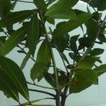 Nombre del archivo: hongo-biodiversidad-huerto-bio.jpg.
