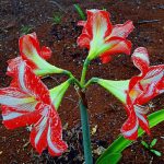 Crisantemo de flor vibrante en el huerto, con pétalos rojos y blancos en floración, cultivado en suelo fértil y bien cuidado, ideal para jardines ecológicos y agricultura orgánica.