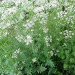 Hierba aromática de perejil en crecimiento en huerto ecológico, con flores blancas y hojas verdes frescas.