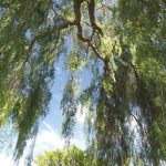 Árbol frondoso con ramas y hojas verdes bajo cielo azul en huerto ecológico.