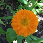 Flores de caléndula orgánica en un huerto sostenible, ideal para jardinería ecológica y cultivo biológico. Cultivo natural y sin pesticidas en huerto.bio.