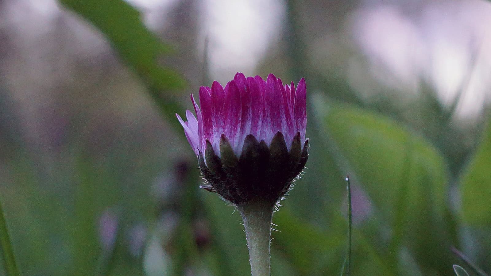 Flor de cártamo morada en huerto ecológico, cultivo orgánico, plantas medicinales y aromáticas, naturaleza saludable, agricultura sostenible, huerto.bio.