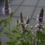 Aromáticas plantas de menta y albahaca en el huerto ecológico. Cultivo orgánico de hierbas aromáticas para cocina saludable y sostenibilidad.
