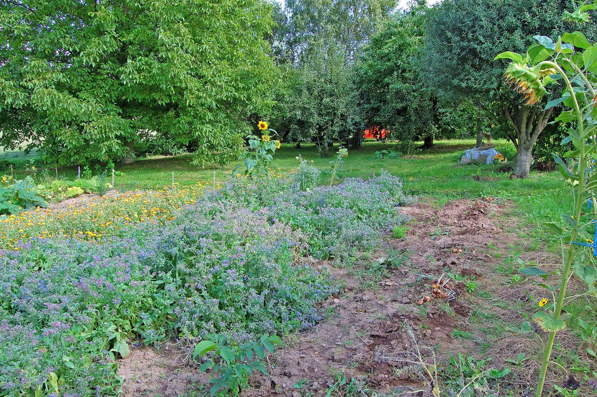 Verdor del huerto ecológico con flores, plantas y árboles en cultivo natural, promoviendo agricultura orgánica y sostenibilidad ambiental en Huerto.Bio.