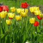 Coloridas flores de tulipán en un huerto ecológico, variedad de colores en jardín orgánico natural.