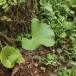 Hojas verdes de planta de jardín en suelo de huerto ecológico, crecimiento saludable y natural.