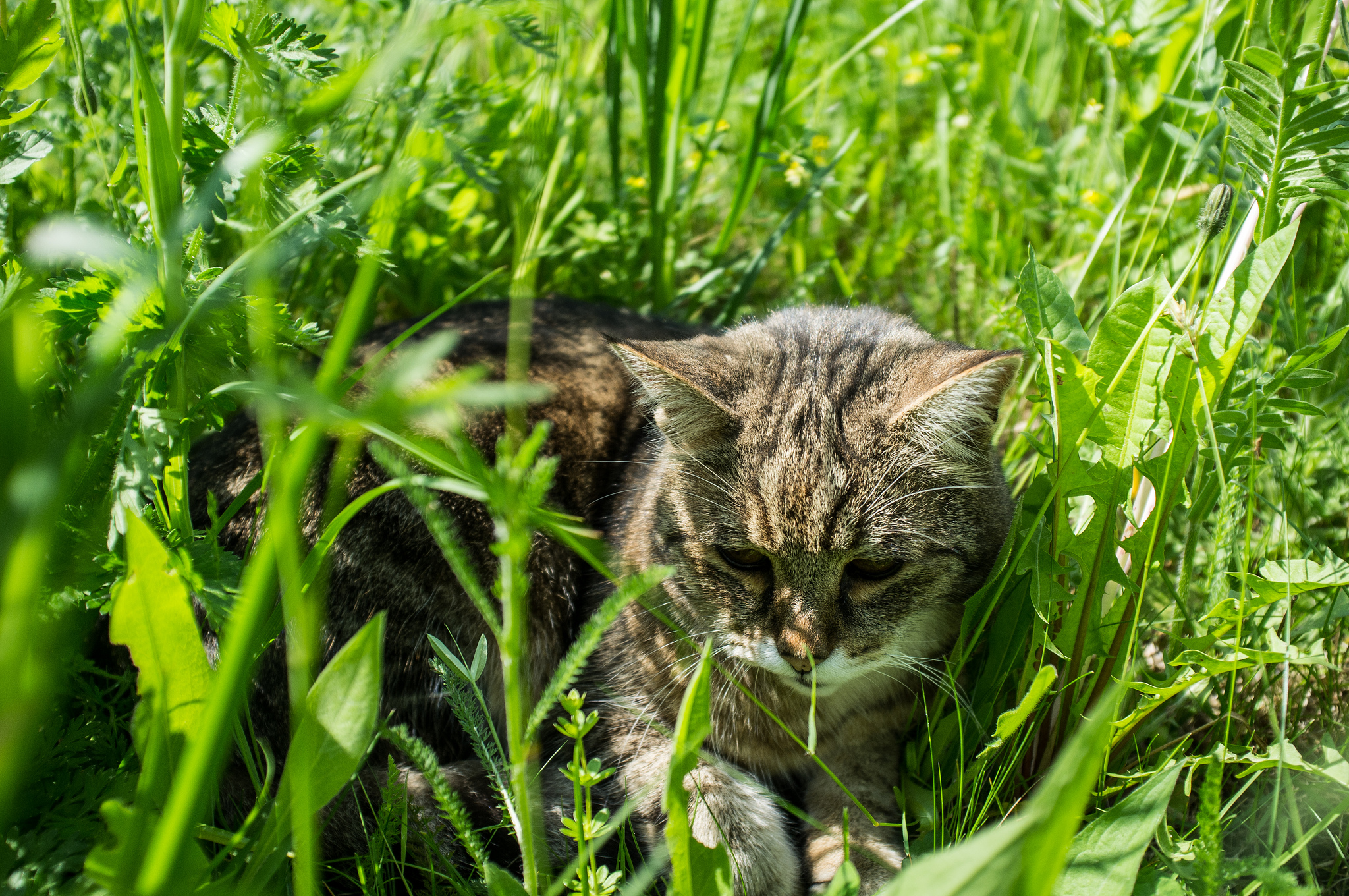 Gato nublado en hierba verde, en un huerto ecológico, rodeado de plantas y vegetación natural.