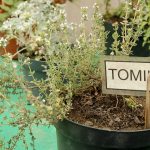 Hierbas aromáticas ecológicas en maceta en huerto urbano, incluyendo tomillo fresco y saludable, cultivadas de forma natural para cocinar y remedios caseros en huerto.bio.