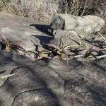 Aloe vera creciendo en una roca grande en un entorno natural, ideal para la agricultura ecológica y cultivo sostenible.
