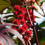 Ramillete de flores rojas vibrantes en un huerto ecológico, ideal para cultivar plantas ornamentales y medicinales en casa.