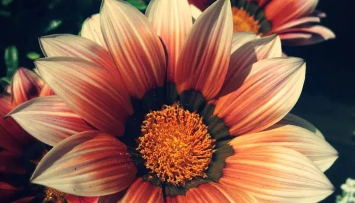 Vegetales > Los autótrofos