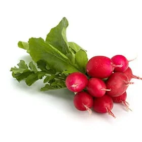 Radish frescos y naturales con hojas verdes en huerto.bio, producto saludable y ecológico.