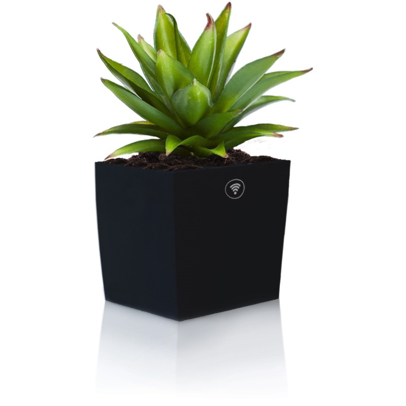 Planta suculenta en maceta moderna con tecnología inalámbrica integrada para monitorear condiciones de crecimiento.