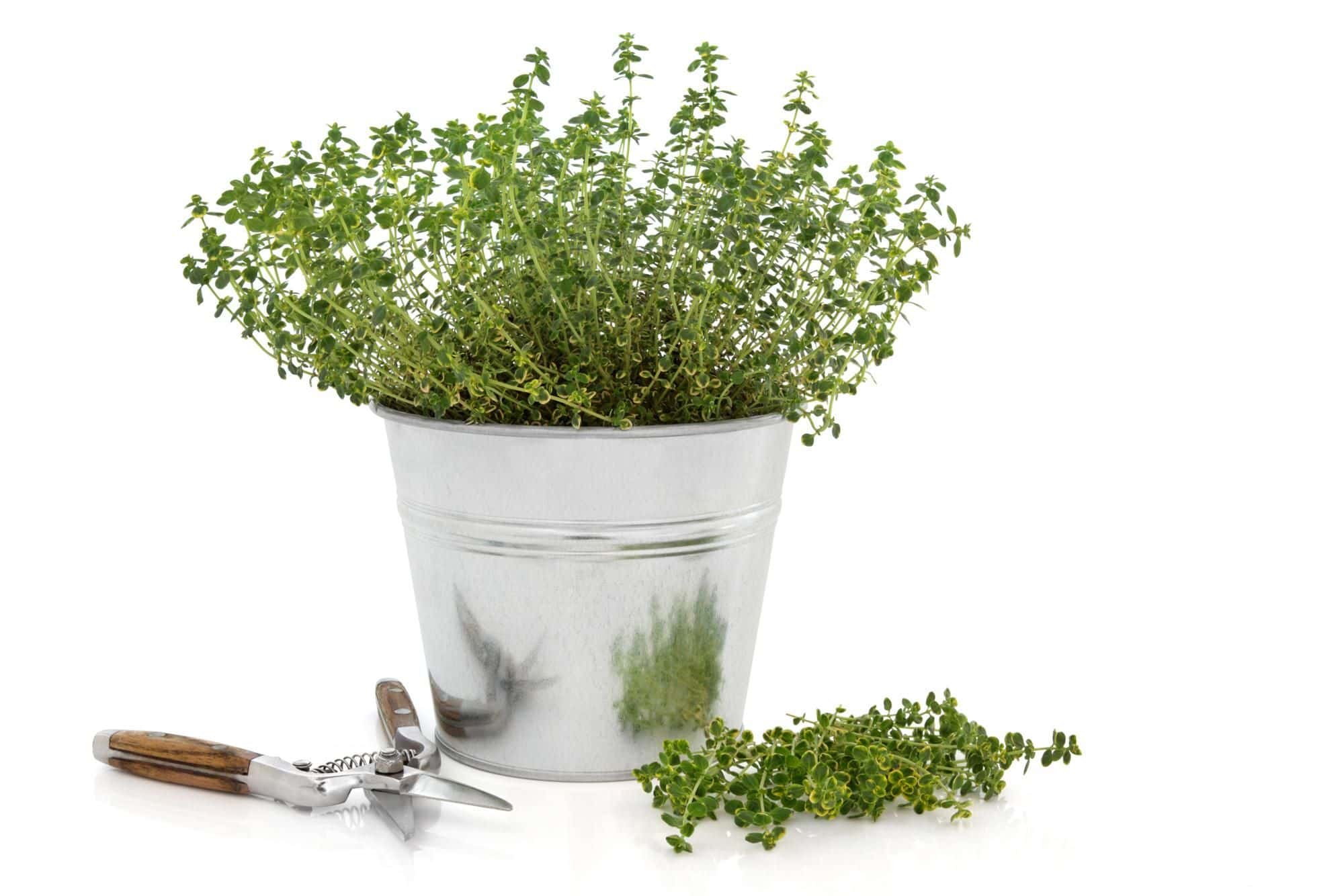 Las mejores plantas para este otoño