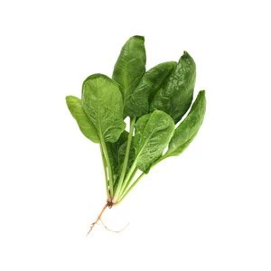 Verdura ecológica en rábano, producto fresco y natural de huerto.bio para una alimentación saludable y sustentable.