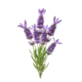 Lavanda ecológica fresca y aromática para jardinería y uso en aromaterapia, cultivada de forma natural en huertos sostenibles.