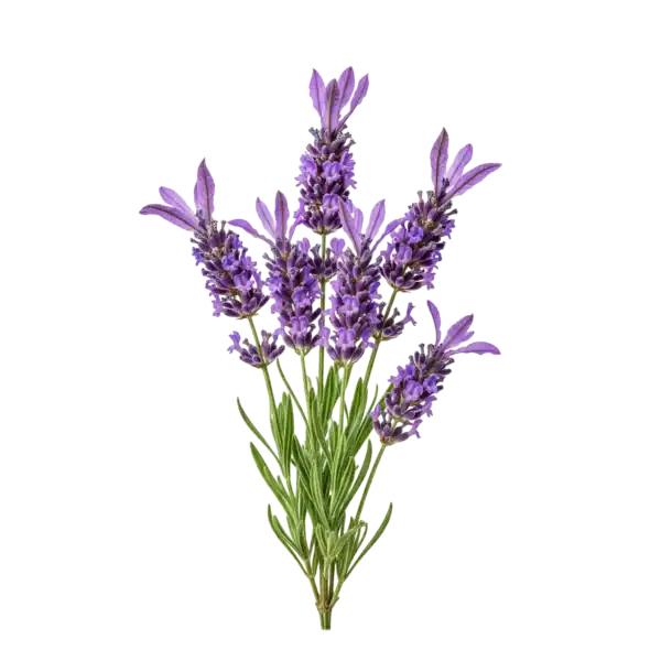 Lavanda ecológica fresca y aromática para jardinería y uso en aromaterapia, cultivada de forma natural en huertos sostenibles.