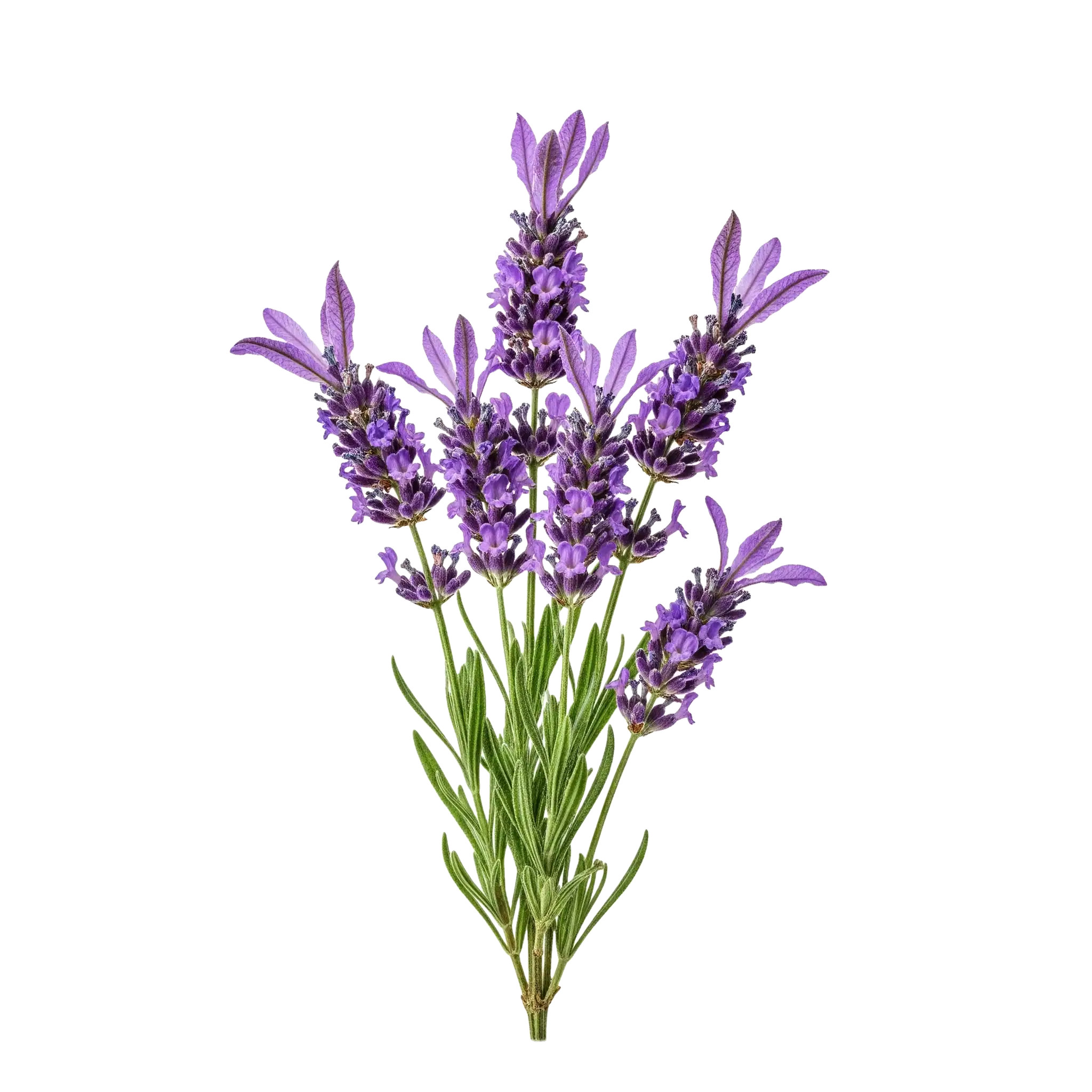 Lavanda ecológica fresca y aromática para jardinería y uso en aromaterapia, cultivada de forma natural en huertos sostenibles.