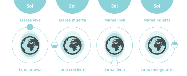 Mareas y fases lunares en relación con la Tierra y el Sol, ilustración educativa sobre las diferentes fases lunares.