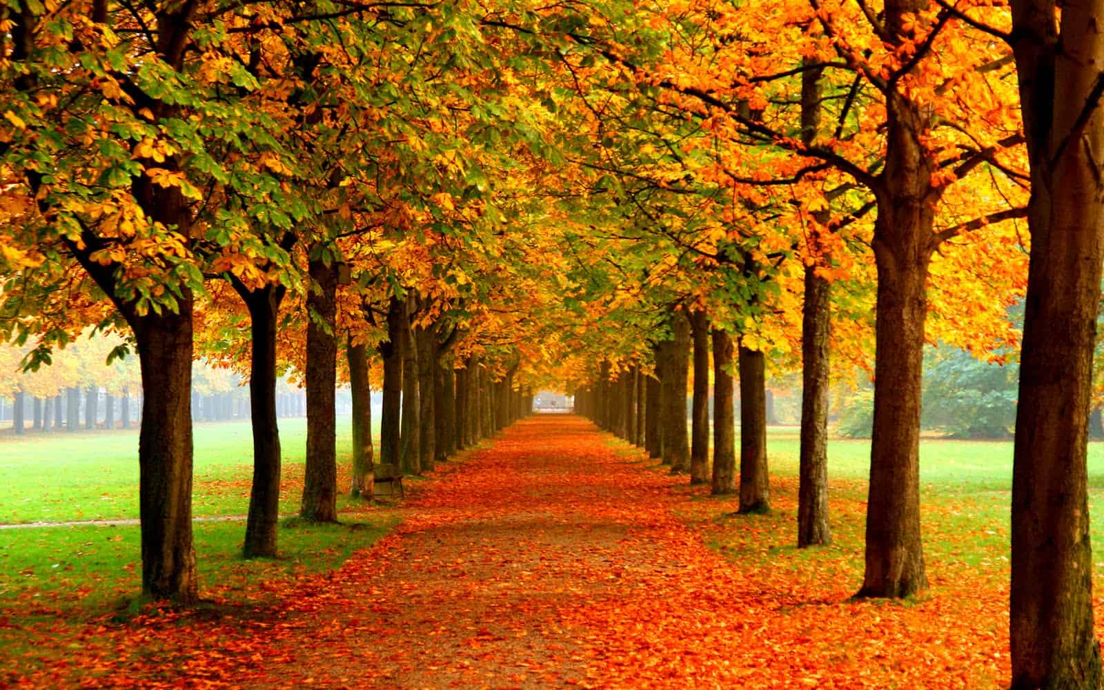 Hoja de ruta de otoño en parque con árboles de colores dorados y naranjas, camino cubierto de hojas caídas, ambiente cálido y sereno en temporada de otoño.