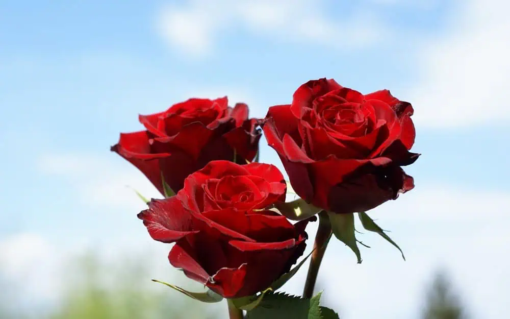 Rosas rojas en flor, símbolo de amor y belleza, cultivadas con métodos orgánicos en huertos ecológicos de Huerto.Bio.