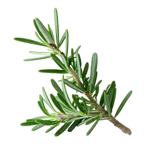 Hierba de romero fresca y aromática, ideal para cocinar y mejorar la salud con sus propiedades medicinales. Perfecta para huertos ecológicos y cultivo biodinámico.