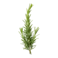 Rama de romero fresco con hojas aromáticas, ideal para cocina ecológica y suplementos naturales.