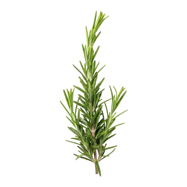 Rama de romero fresco con hojas aromáticas, ideal para cocina ecológica y suplementos naturales.