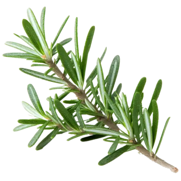 Rama de romero fresco, hierba aromática utilizada en cocina y medicina natural, cultivada orgánicamente en huertos ecológicos.