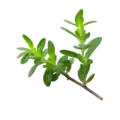Rama de tomillo fresco con hojas verdes y aroma intenso, ideal para la cocina mediterránea y huertos ecológicos.