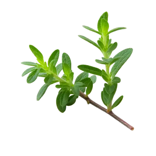 Rama de tomillo fresco con hojas verdes y aroma intenso, ideal para la cocina mediterránea y huertos ecológicos.