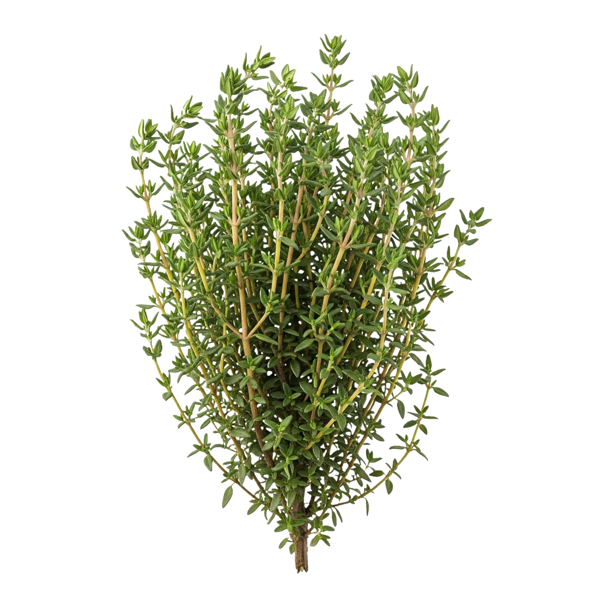 Rama de tomillo fresco, aromático y ecológico, ideal para cocinar y sazonar con productos orgánicos certificados en huerto.bio.