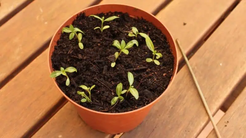 Juventucas cultivadas en maceta en un huerto ecológico, promoviendo la agricultura sostenible y el crecimiento de plantas orgánicas.