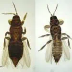 Técnicas de análisis de insectos en agricultura ecológica para control de plagas en huertos ecológicos. Imagen de insectos bajo lupa para identificación y estudio biológico.
