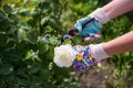 Rosal con guantes y herramientas de jardinería en un huerto ecológico, promoviendo agricultura sostenible y cuidado de plantas.