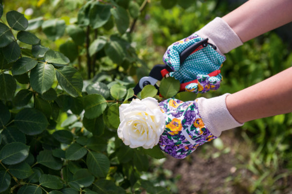 Rosal con guantes y herramientas de jardinería en un huerto ecológico, promoviendo agricultura sostenible y cuidado de plantas.