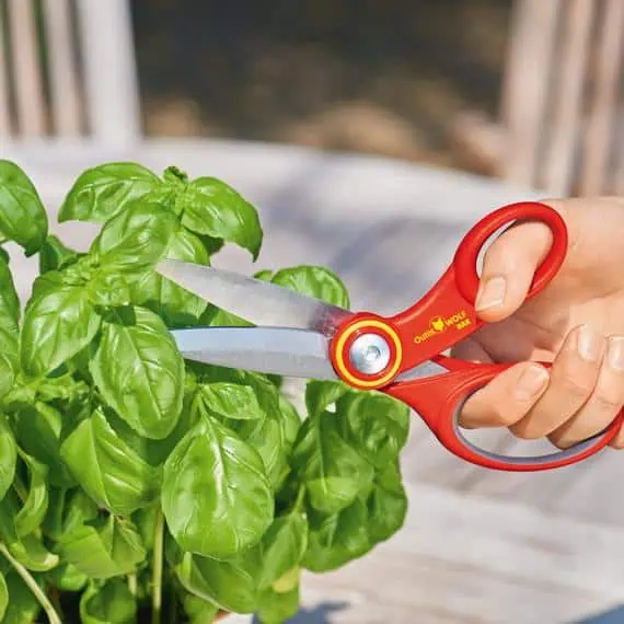 Corta hojas de albahaca fresca con tijeras de jardinería en un entorno de huerto ecológico.