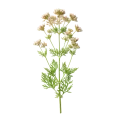 Hierba de apio orgánico para cultivo saludable y recetas naturales en huerto.bio.
