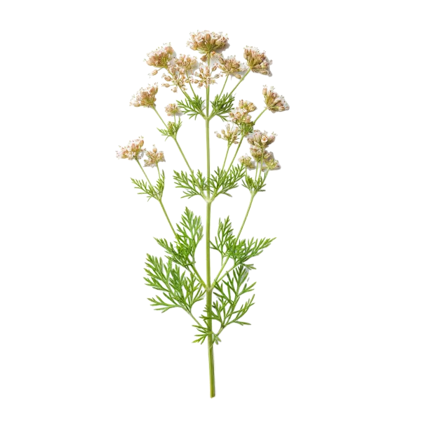 Hierba de apio orgánico para cultivo saludable y recetas naturales en huerto.bio.