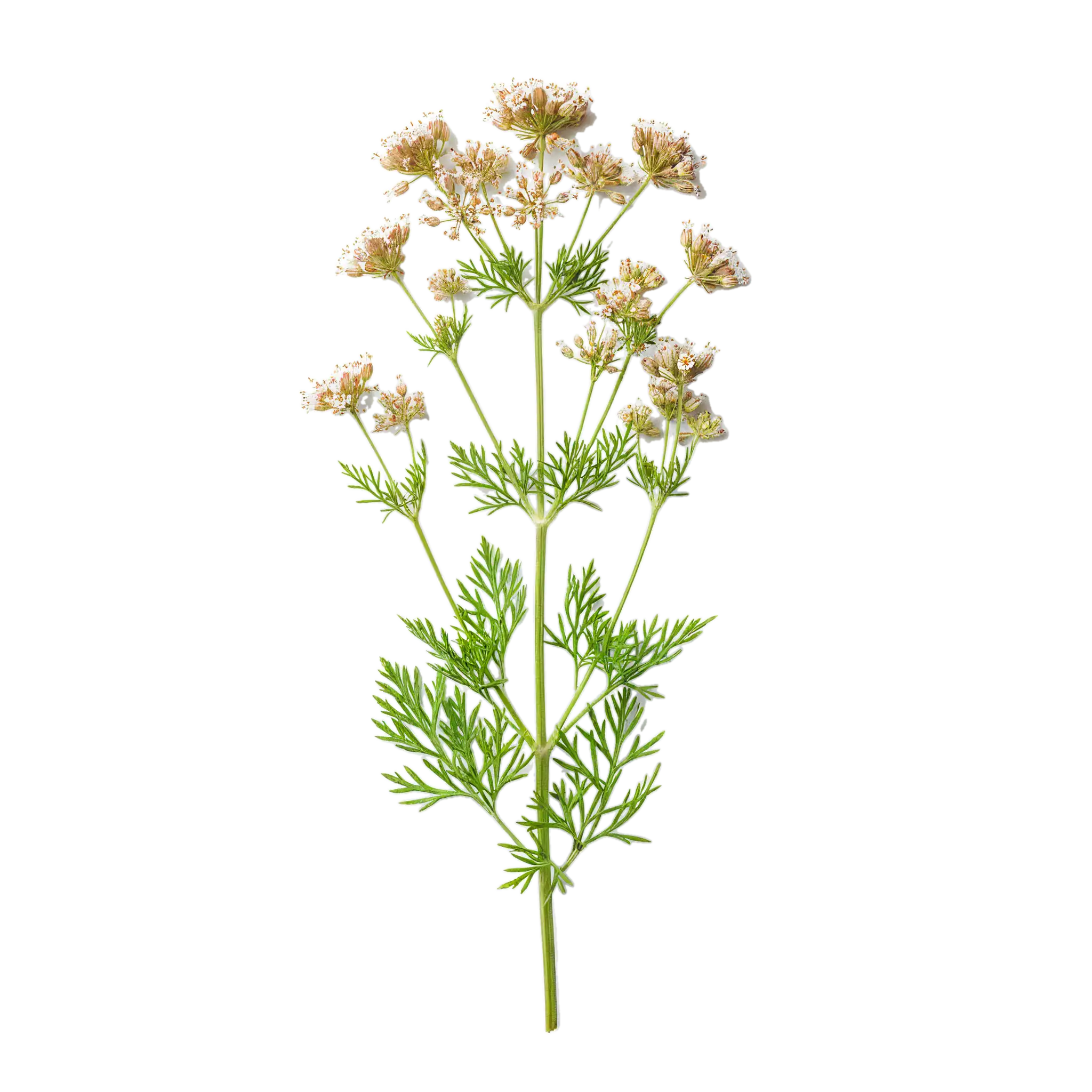 Hierba de apio orgánico para cultivo saludable y recetas naturales en huerto.bio.