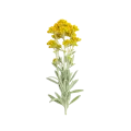 Hierba de tila con flores amarillas, utilizada en infusiones naturales, conocida por sus propiedades relajantes y medicinales, ideal para un estilo de vida saludable y ecológico.