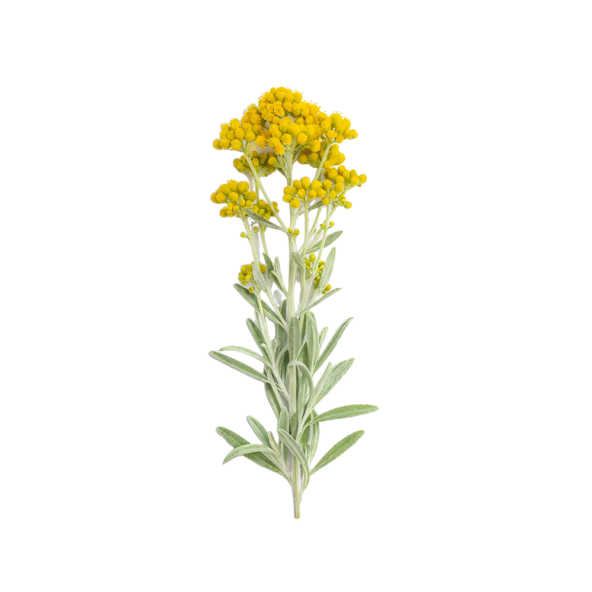 Hierba de tila con flores amarillas, utilizada en infusiones naturales, conocida por sus propiedades relajantes y medicinales, ideal para un estilo de vida saludable y ecológico.