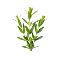 Tallo de romero fresco con hojas verdes brillantes, ideal para la cocina saludable y la aromaterapia.